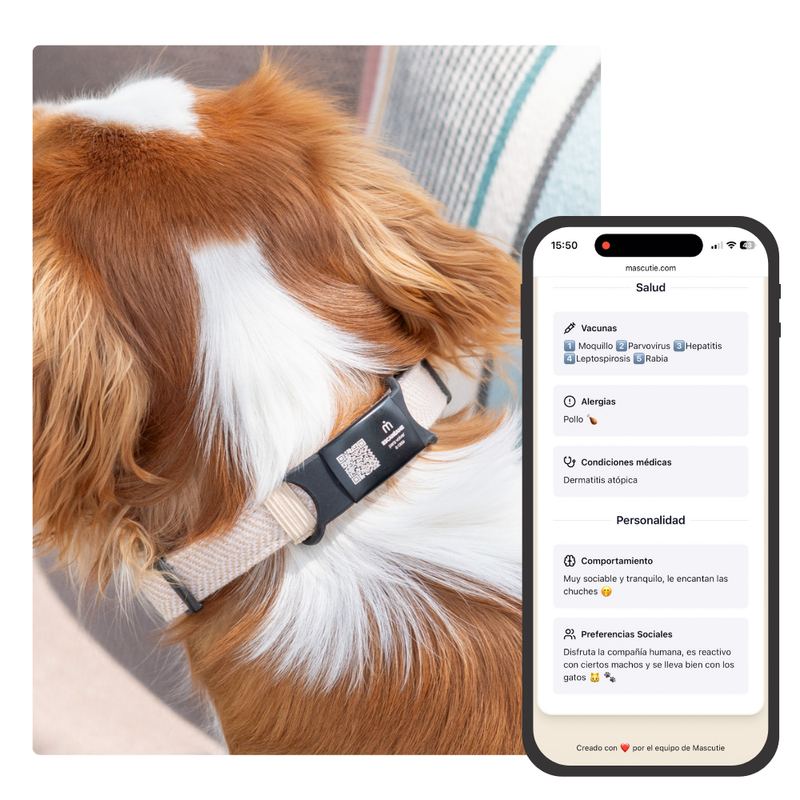 multicolumns-item-image-2