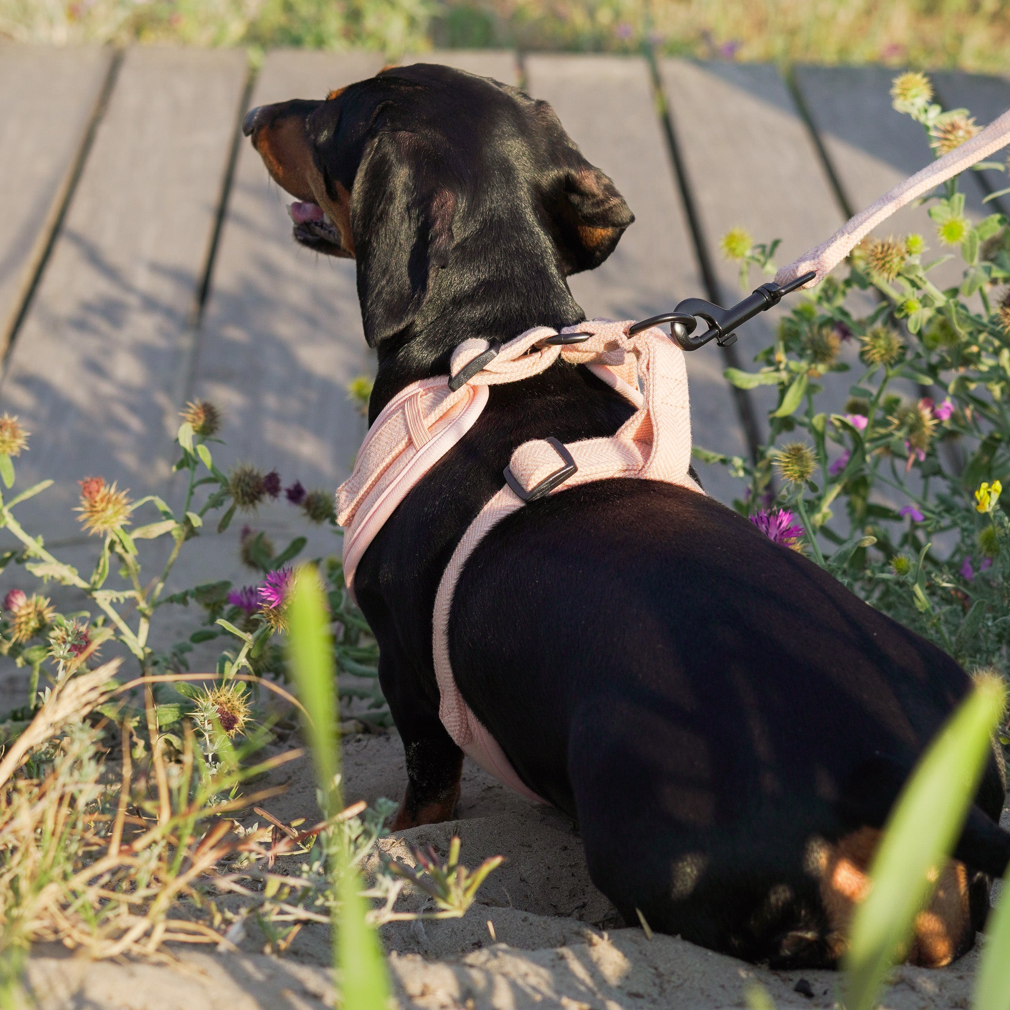 Arnés Tweed Peach + M-Tag