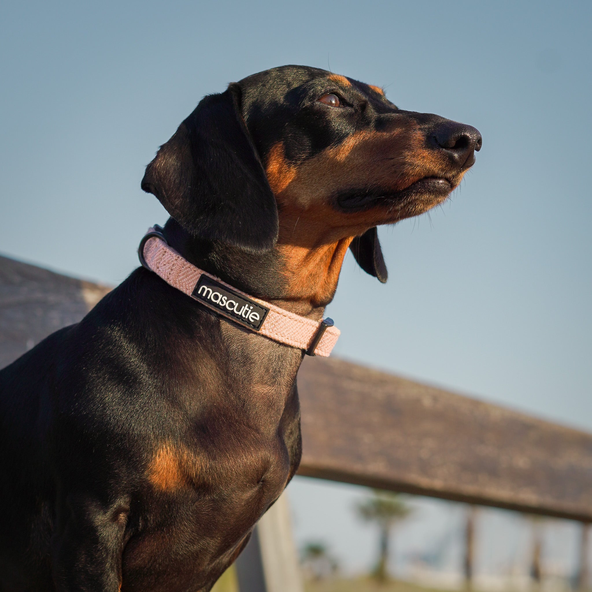 Collar Tweed | Peach