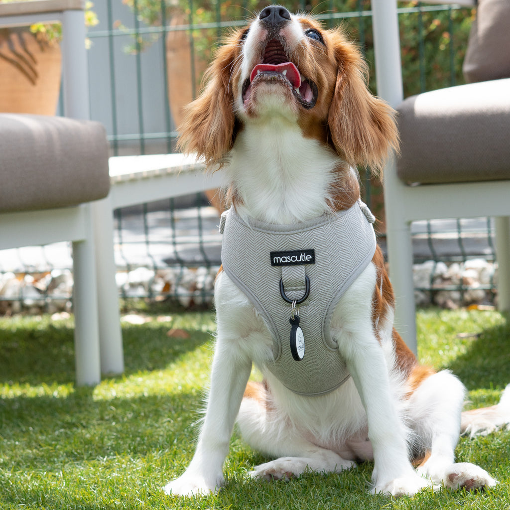 Arnés Tweed Gray + M-Tag