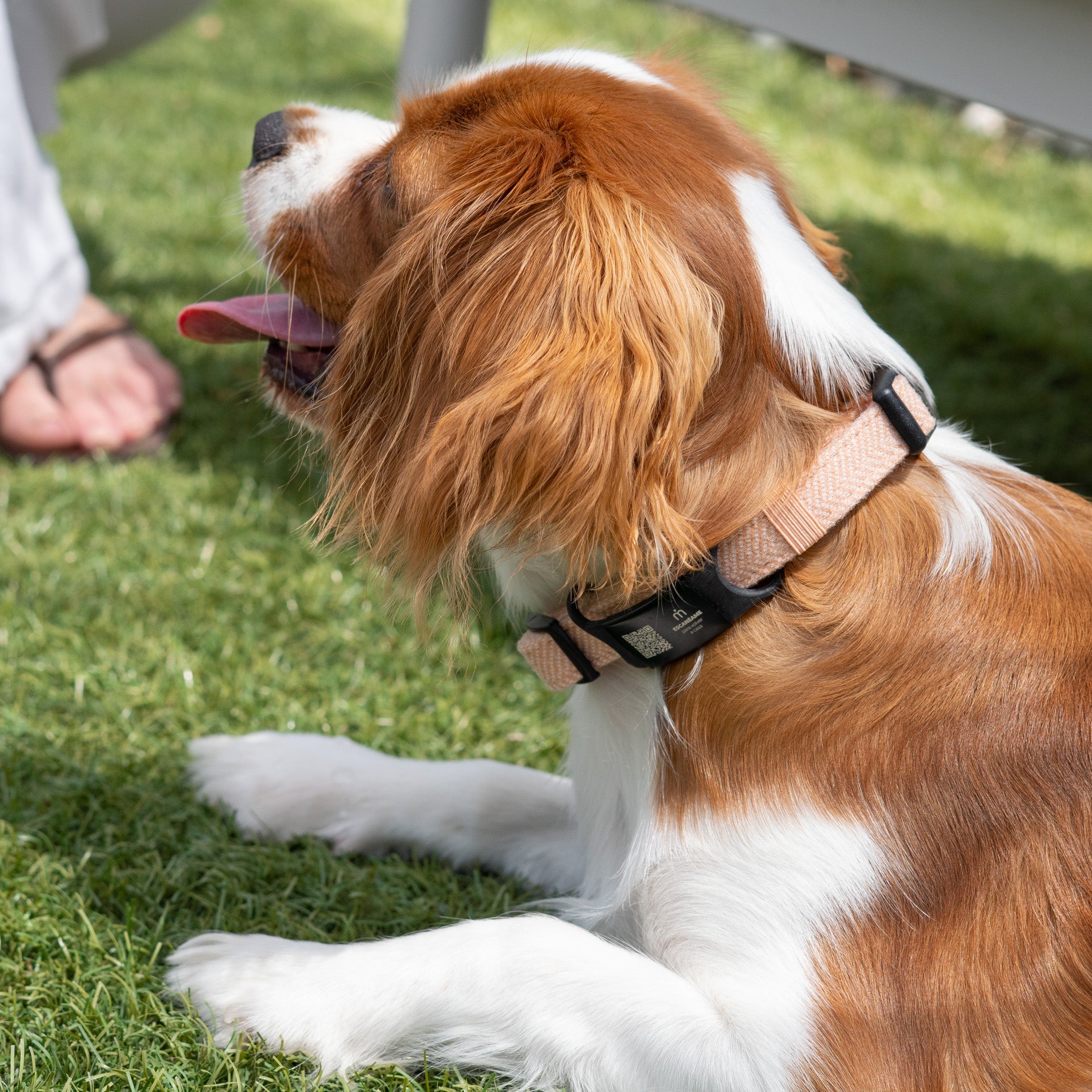 Kit Completo Collar Tweed I Peach