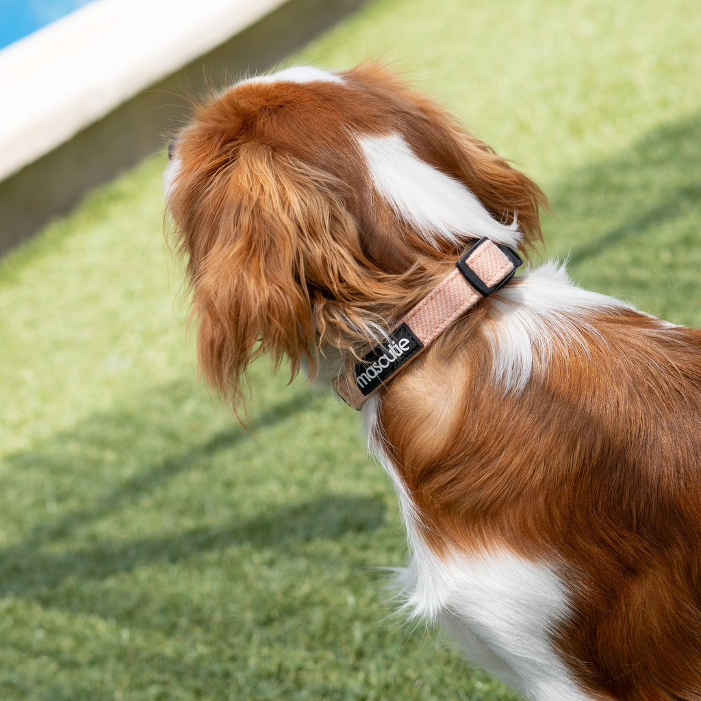 Collar Tweed | Peach