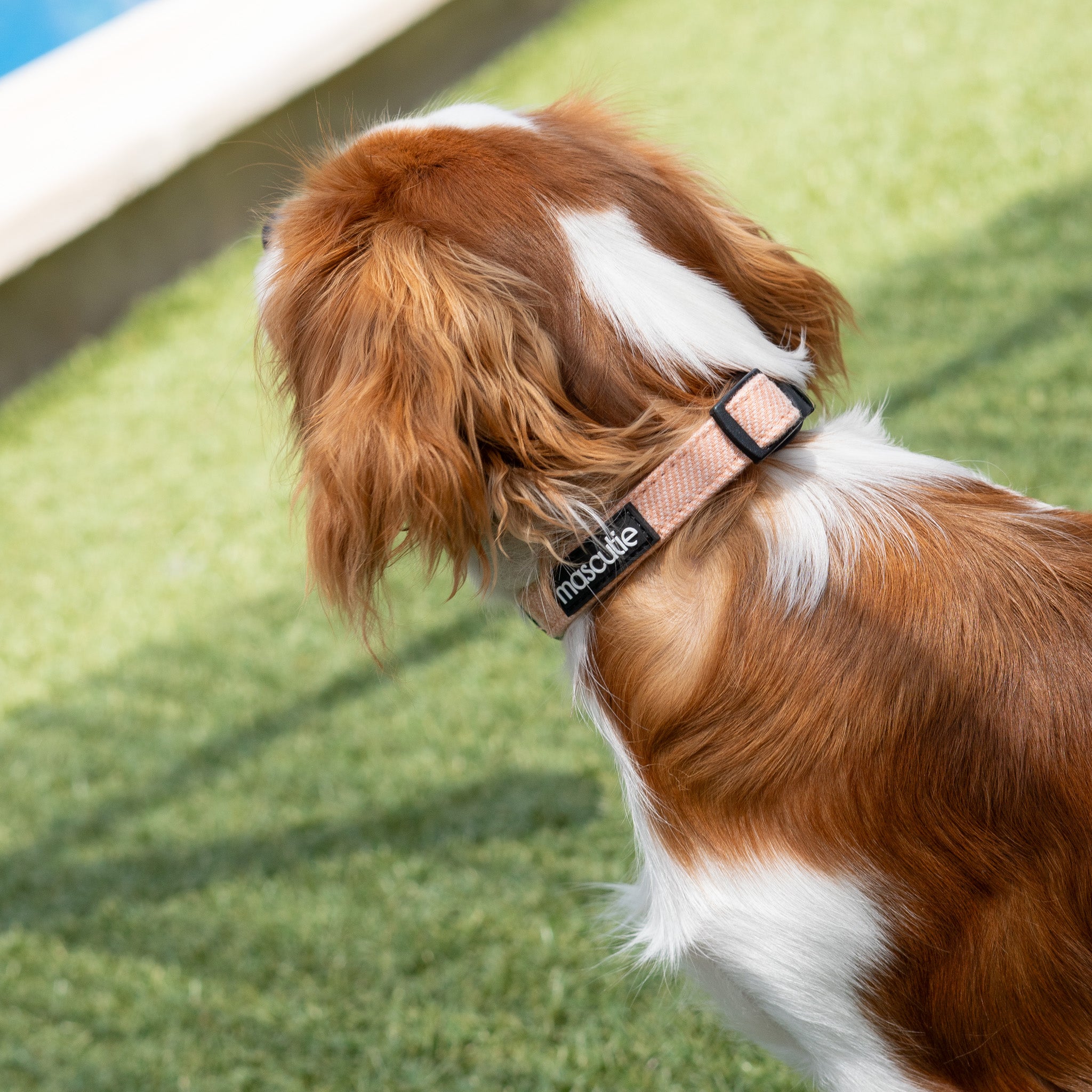 Collar Tweed | Peach