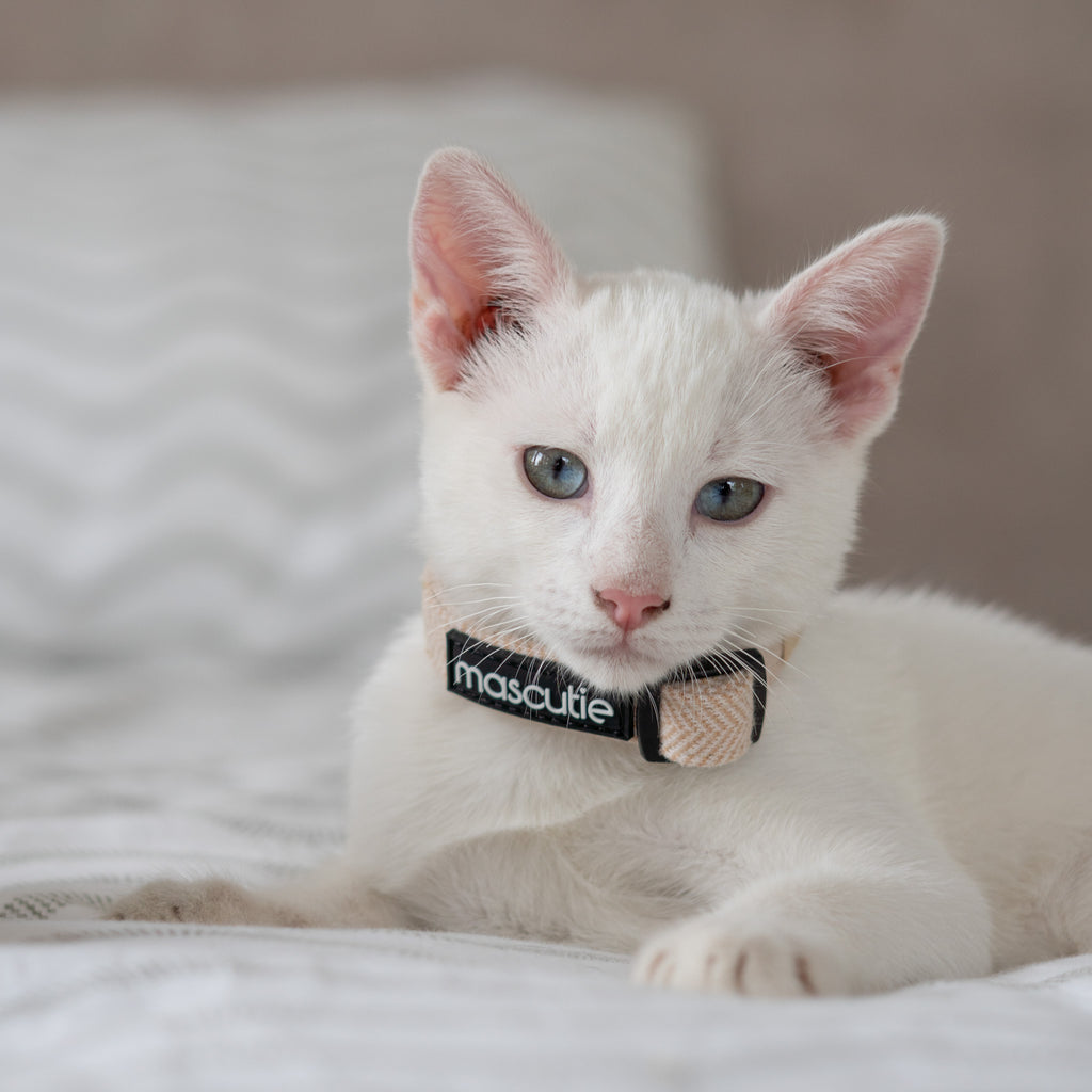 Collar Tweed | Sandy