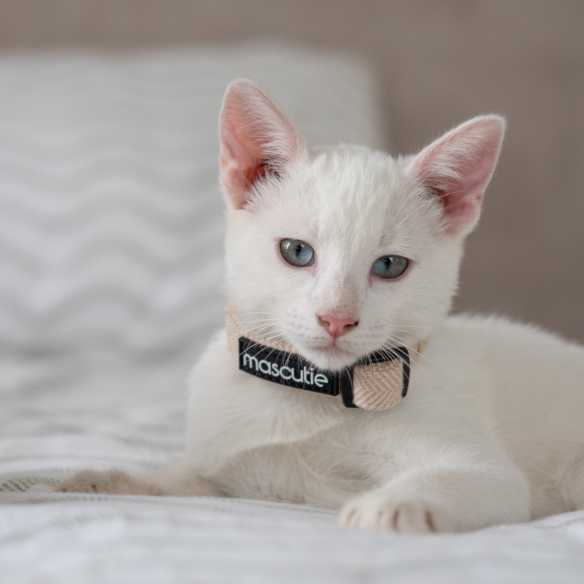 Collar Tweed | Sandy