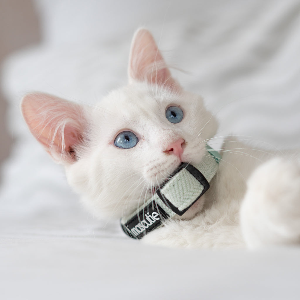 Kit Completo Collar Tweed I Mint