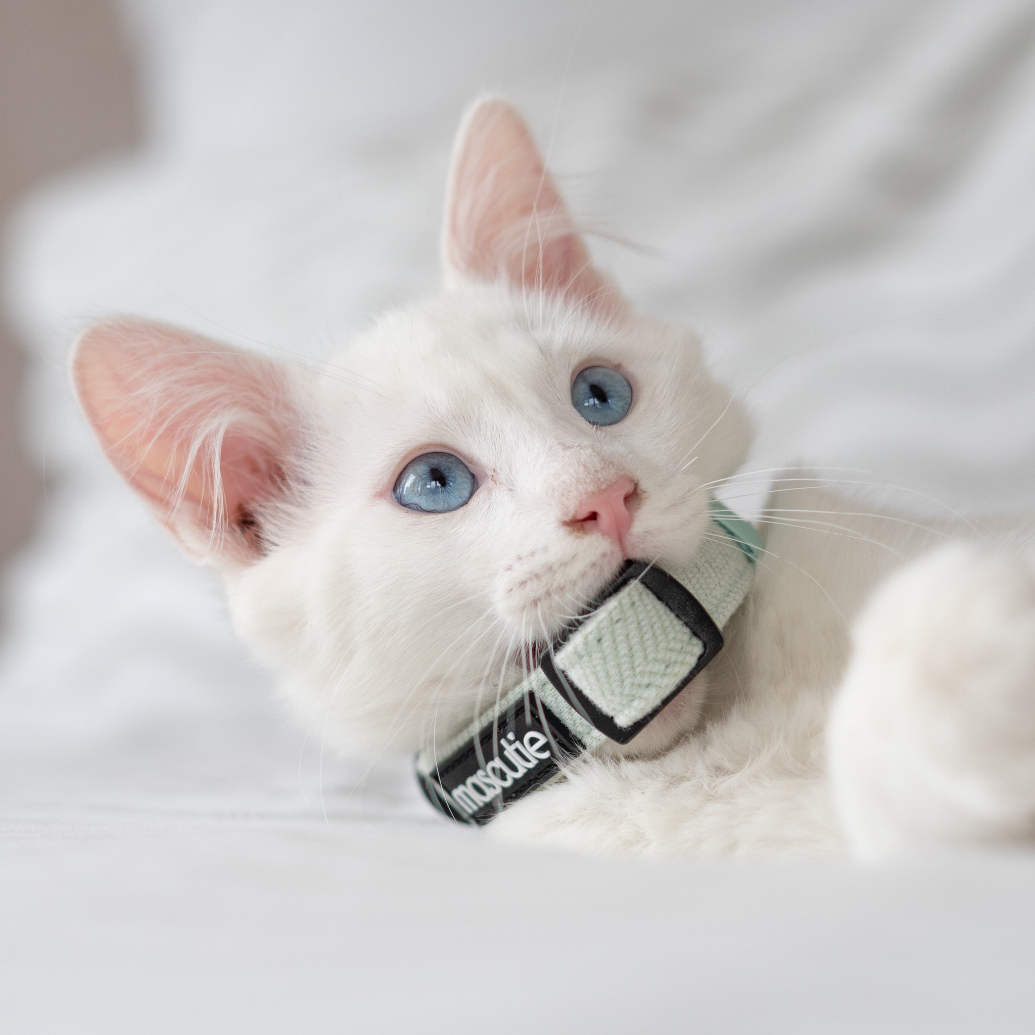 Collar Tweed Mint + M-Tag Slim