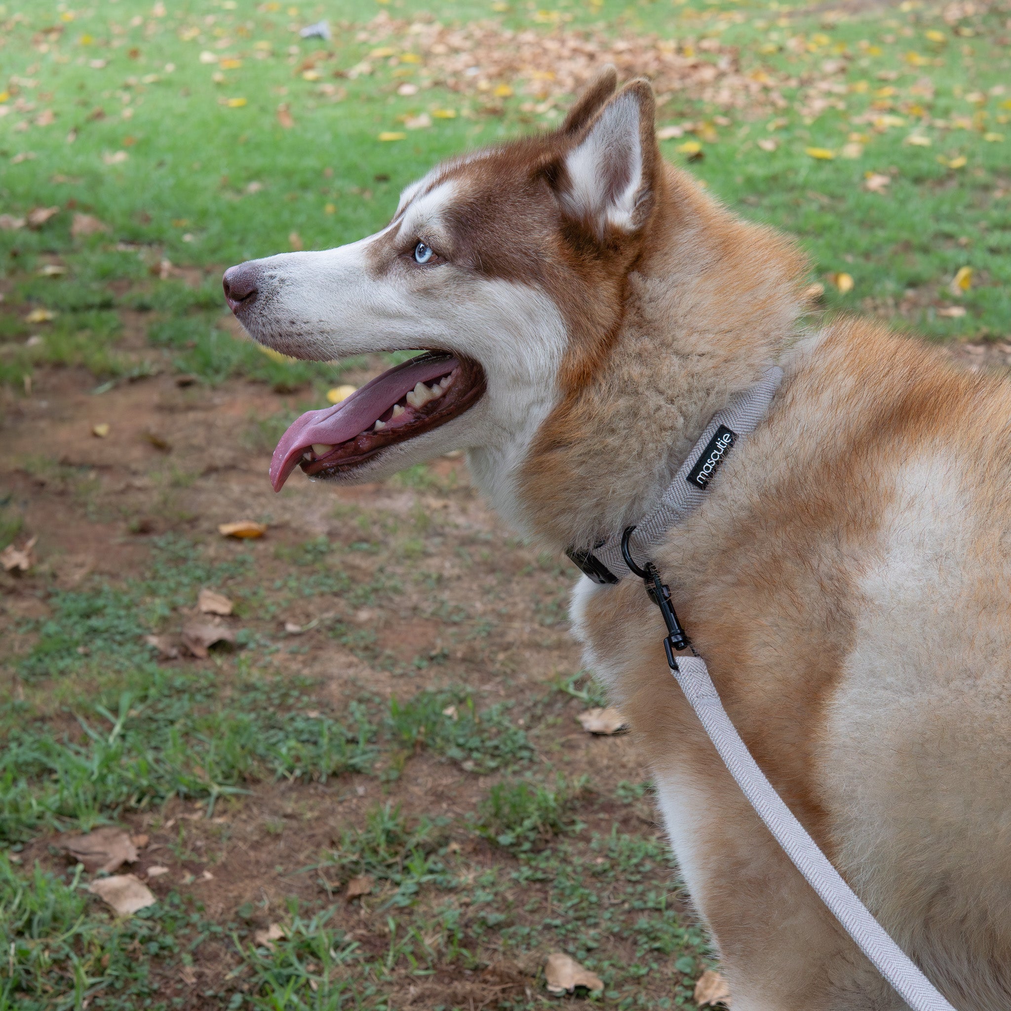 Kit Completo Collar Tweed I Gray