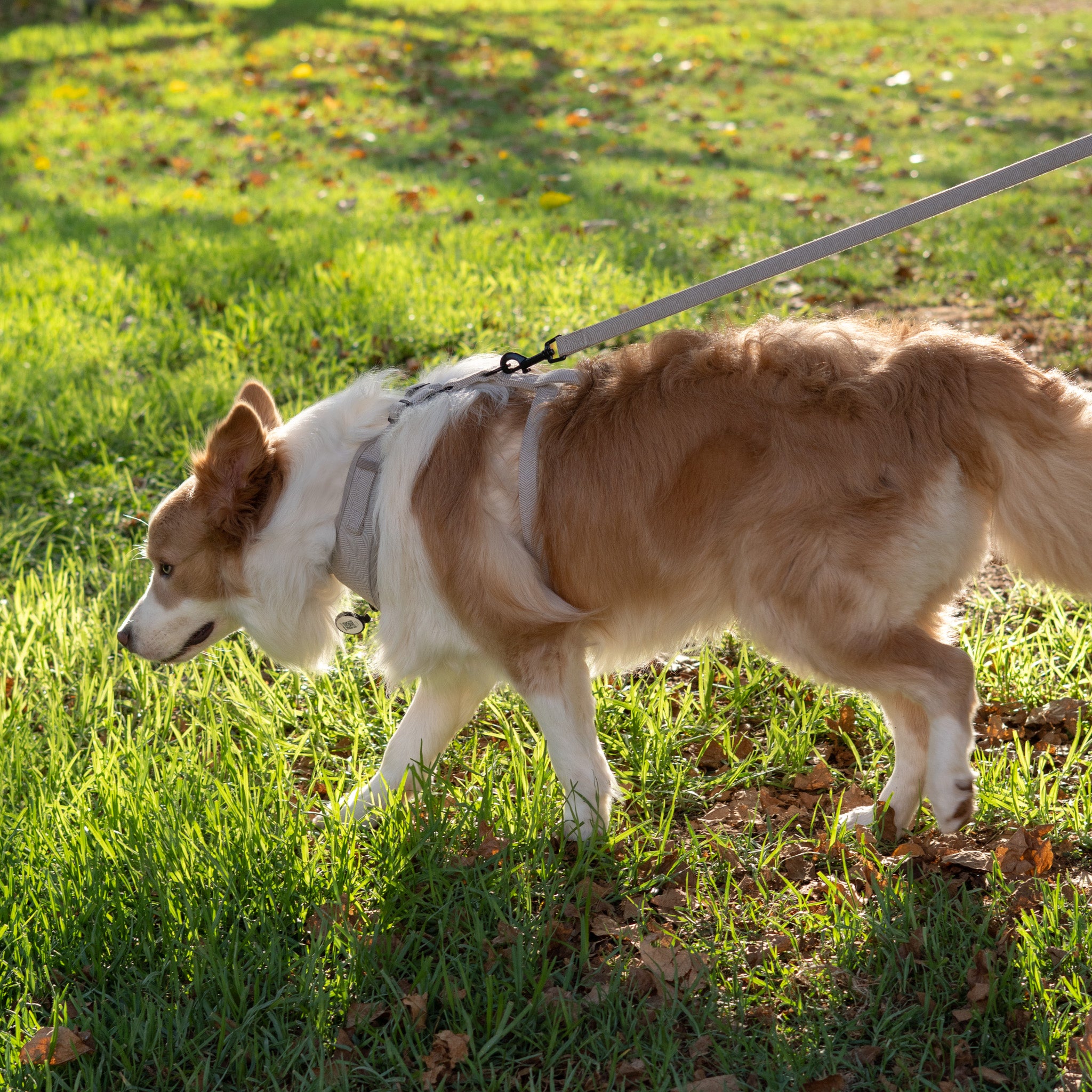 Correa Tweed | Gray