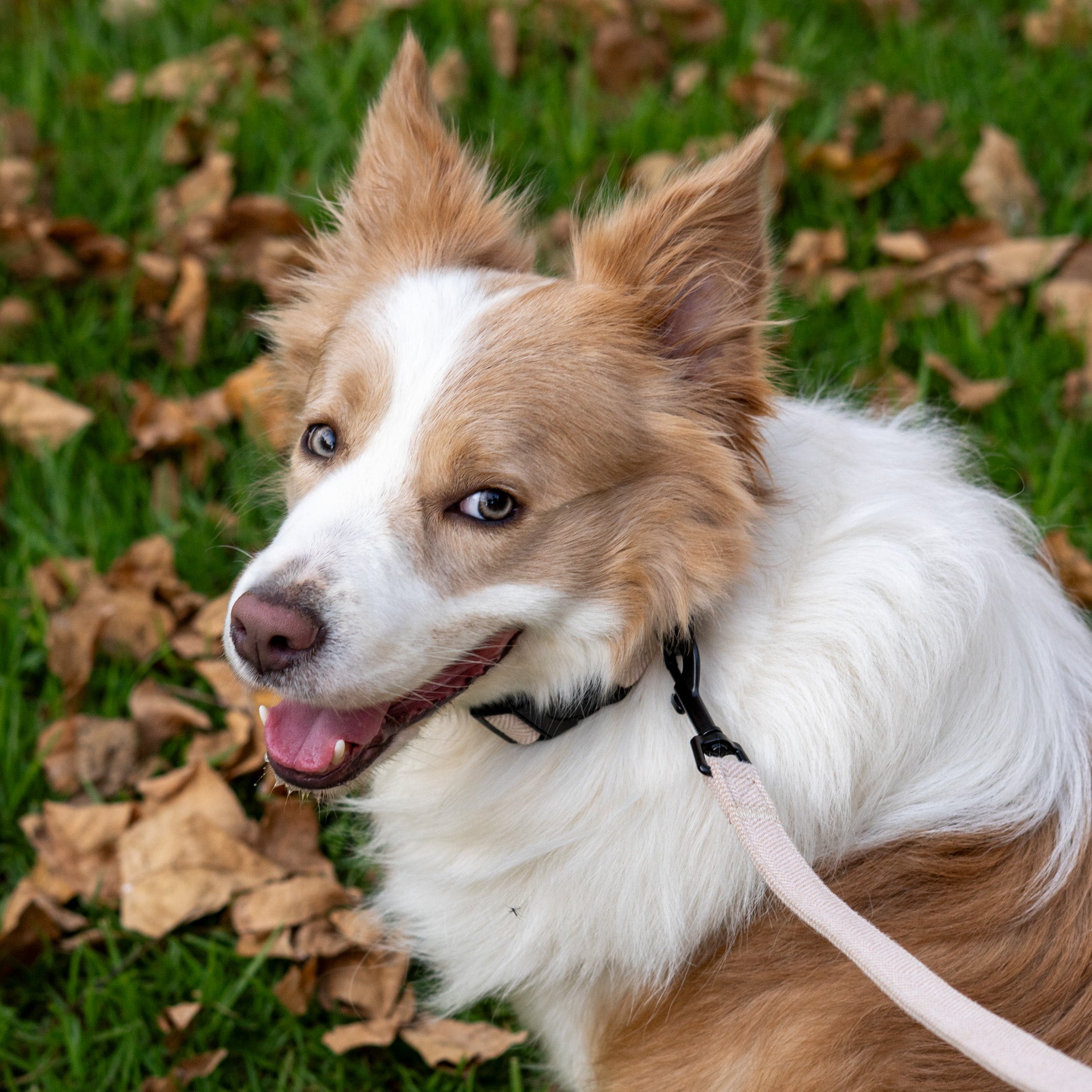 Kit Completo Collar Tweed I Sandy