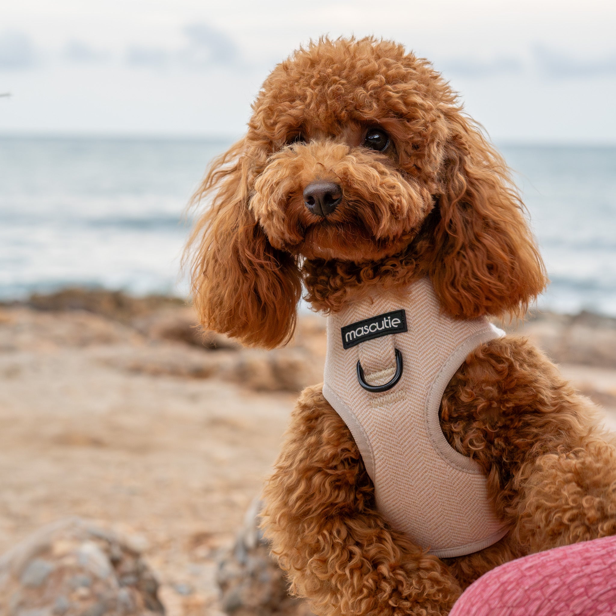 Arnés Tweed | Sandy